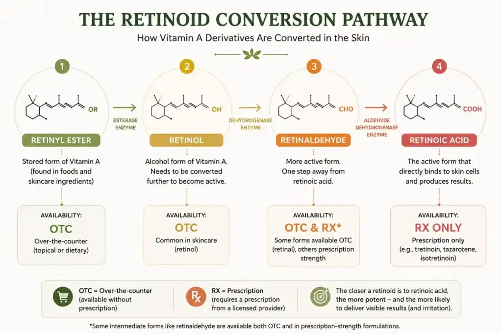 Retinoid conversion pathway diagram