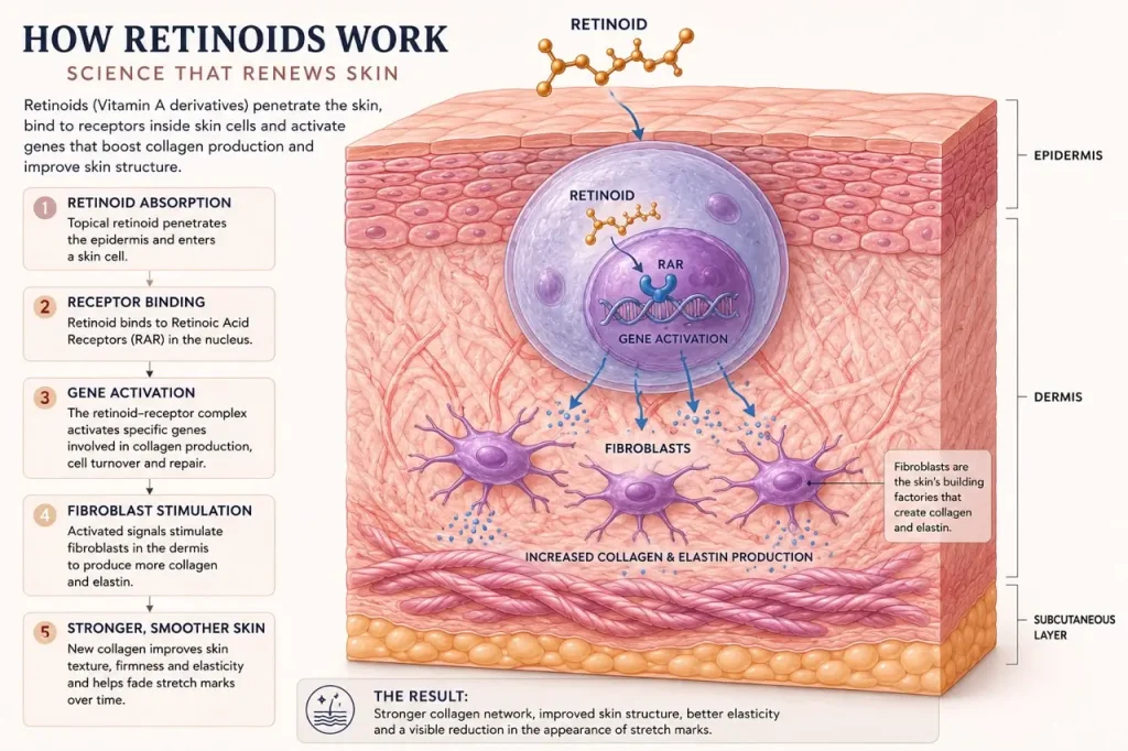 Retinoid mechanism illustration